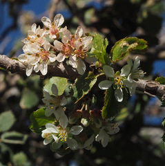Prunus microcarpa
