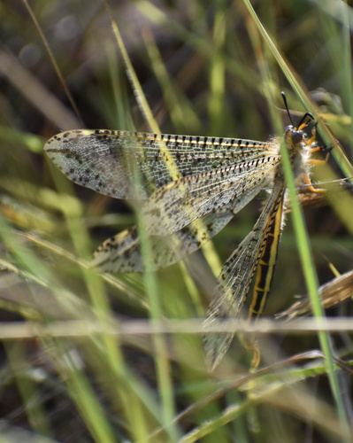 Dotted Veld Antlion photo 4
