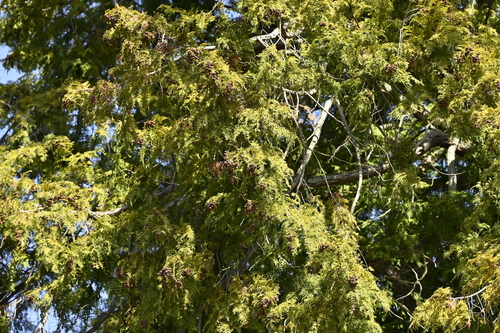 Image of Chamaecyparis obtusa by (c) 曾昱承 Yu-Cheng Zeng, some rights reserved (CC BY)