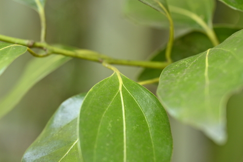 Image of Cinnamomum yabunikkei by (c) 曾昱承 Yu-Cheng Zeng, some rights reserved (CC BY)