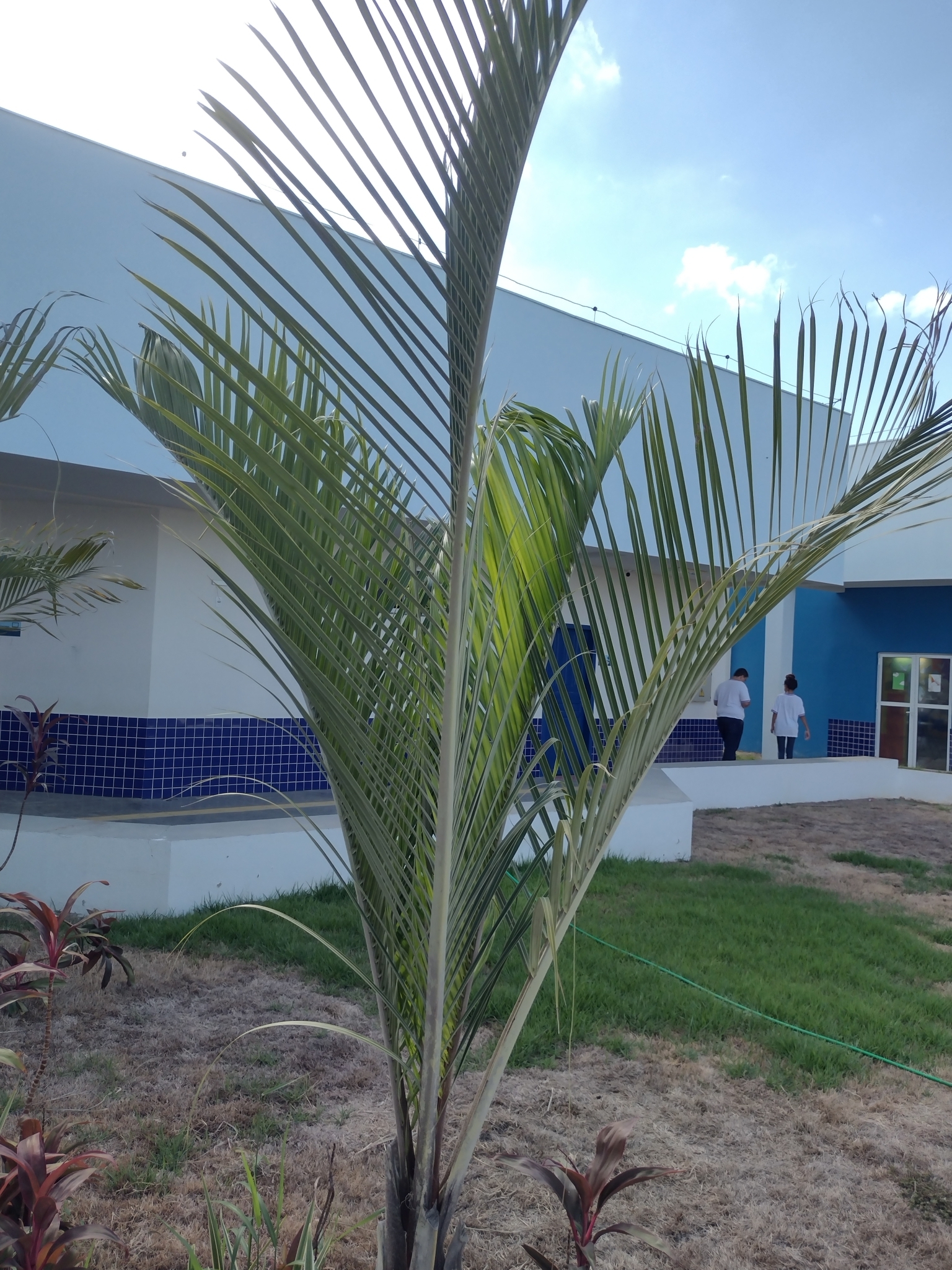 Imagem de Palmeira triangular
