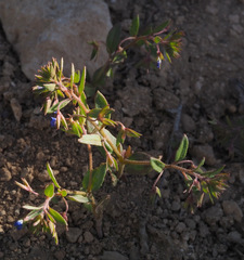 Veronica campylopoda