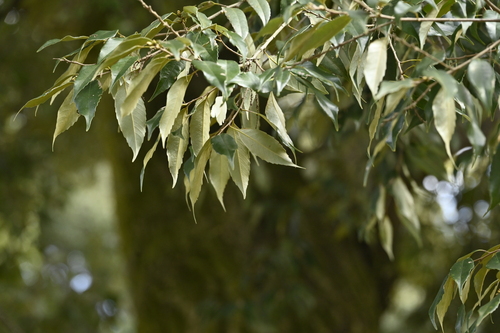 Image of Castanopsis cuspidata by (c) 曾昱承 Yu-Cheng Zeng, some rights reserved (CC BY)