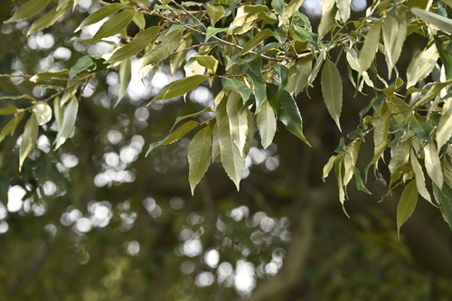 Image of Castanopsis cuspidata by (c) 曾昱承 Yu-Cheng Zeng, some rights reserved (CC BY)