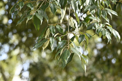 Image of Castanopsis cuspidata by (c) 曾昱承 Yu-Cheng Zeng, some rights reserved (CC BY)
