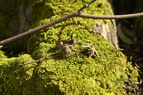 Image of Castanopsis cuspidata by (c) 曾昱承 Yu-Cheng Zeng, some rights reserved (CC BY)