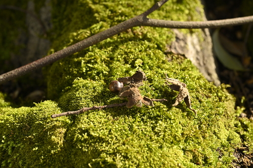 Castanopsis cuspidata, photograph 5