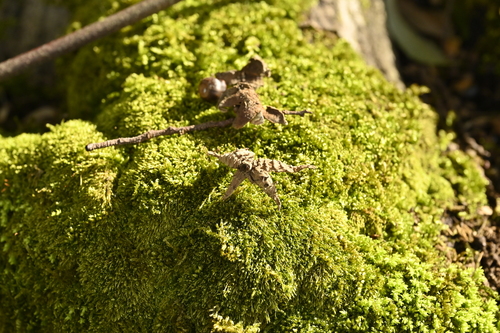 Image of Castanopsis cuspidata by (c) 曾昱承 Yu-Cheng Zeng, some rights reserved (CC BY)