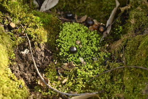 Image of Castanopsis cuspidata by (c) 曾昱承 Yu-Cheng Zeng, some rights reserved (CC BY)