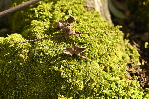 Image of Castanopsis cuspidata by (c) 曾昱承 Yu-Cheng Zeng, some rights reserved (CC BY)