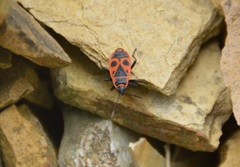 Pyrrhocoris apterus