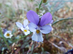 Viola tricolor curtisii