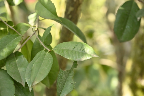 Image of Photinia glabra by (c) 曾昱承 Yu-Cheng Zeng, some rights reserved (CC BY)