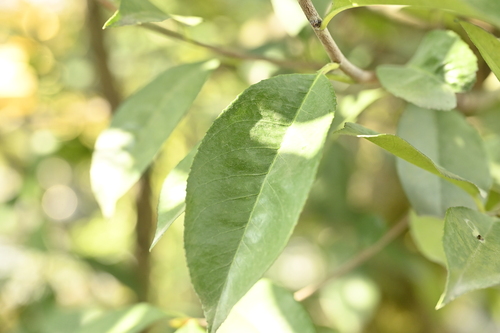 Image of Photinia glabra by (c) 曾昱承 Yu-Cheng Zeng, some rights reserved (CC BY)