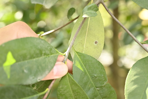 Image of Photinia glabra by (c) 曾昱承 Yu-Cheng Zeng, some rights reserved (CC BY)