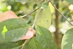 Photinia glabra, photograph (c) 曾昱承 Yu-Cheng Zeng, some rights reserved (CC BY)