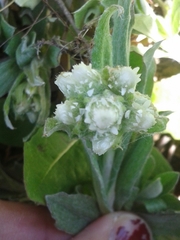 Antennaria neglecta