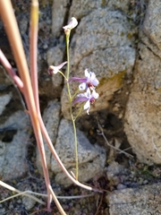 Delphinium parishii