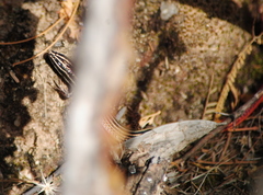 Vanzosaura rubricauda