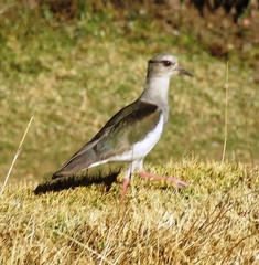 Vanellus resplendens