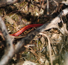 Vanzosaura rubricauda