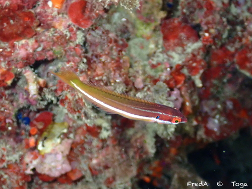 Mediterranean Rainbow Wrasse, photo 10 of 10
