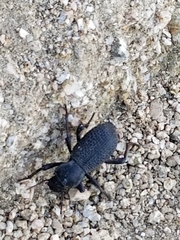 Cryptoglossa muricata