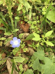 Nemophila phacelioides