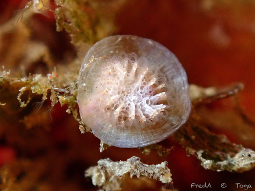 Patinella