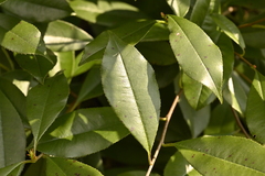 Photinia glabra, photograph (c) 曾昱承 Yu-Cheng Zeng, some rights reserved (CC BY)