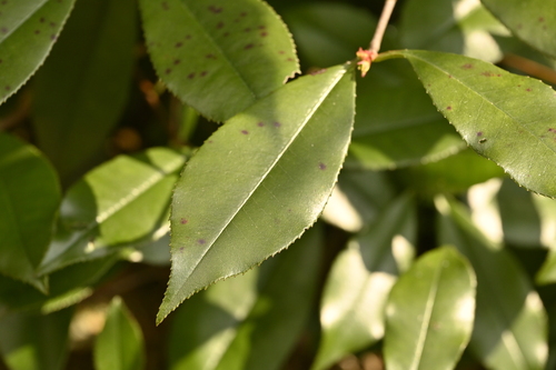 Japanese Photinia (Photinia glabra)