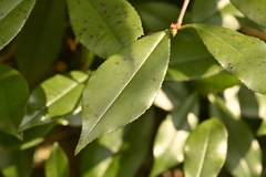 Glanzmispel (Photinia glabra)