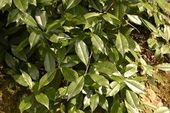 Photinia glabra, photograph (c) 曾昱承 Yu-Cheng Zeng, some rights reserved (CC BY)