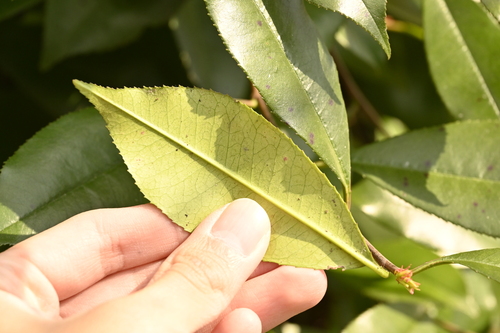 Photinia glabra, photograph 1