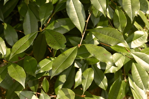Photinia glabra, photograph 2