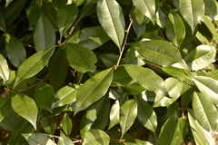 Photinia glabra, photograph (c) 曾昱承 Yu-Cheng Zeng, some rights reserved (CC BY)
