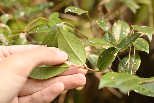 Image of Vaccinium bracteatum by (c) 曾昱承 Yu-Cheng Zeng, some rights reserved (CC BY)