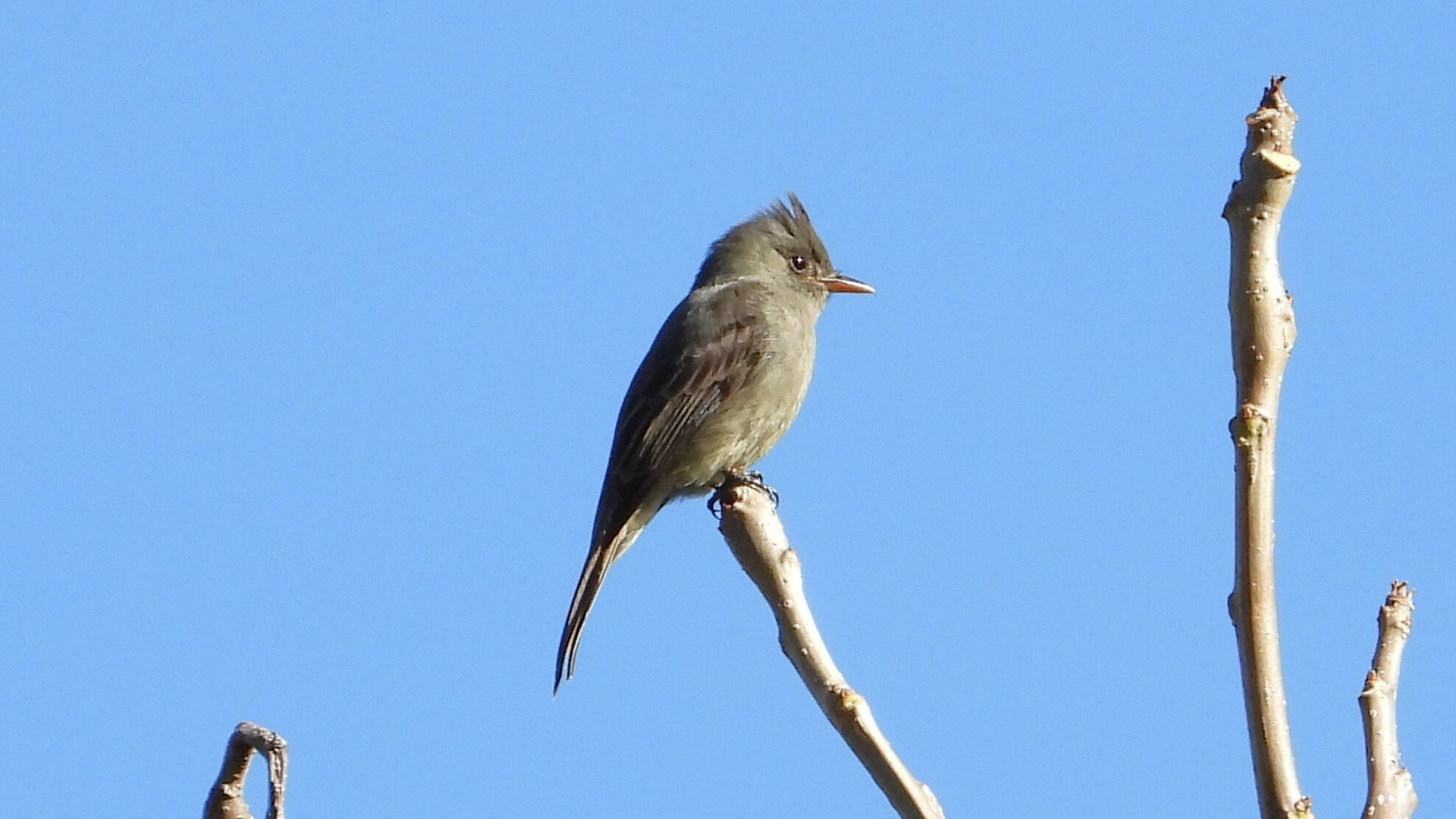Dark Pewee (Contopus lugubris)