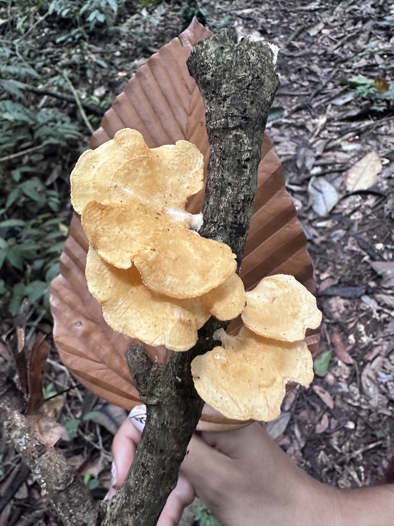 Neofavolus teixeirae · March 2024 · photo: © heimatlos (iNaturalist, cc0)