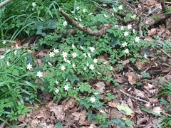 Anemonoides nemorosa