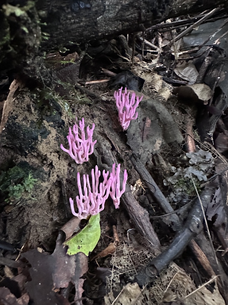 Clavaria schaefferi · March 2024 · photo: © heimatlos (iNaturalist, cc0)