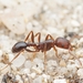 Common Fierce Ant - Photo (c) Jonghyun Park, some rights reserved (CC BY), uploaded by Jonghyun Park