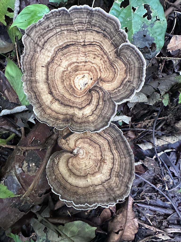 Trametes menziesii · March 2024 · photo: © heimatlos (iNaturalist, cc0)