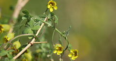 Tropaeolum brachyceras