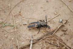 Calocomus desmarestii