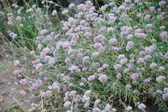 Gomphrena pulchella