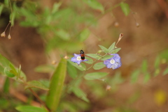 Cylindrodachrys cleroides