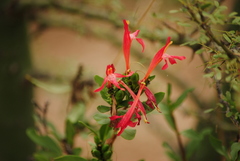 Justicia xylosteoides