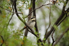Microspingus torquatus