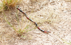 Micrurus pyrrhocryptus